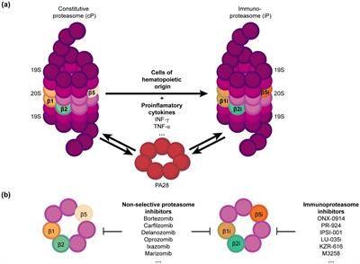 Immunoproteasome acted as immunotherapy ‘coffee companion’ in advanced carcinoma therapy